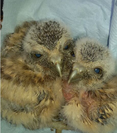 burrowing owls july 15
