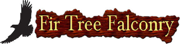 Fir Tree Falconry